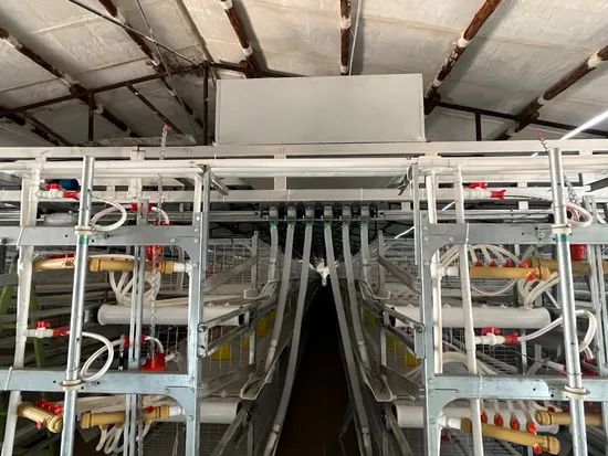 Compact Multi-Tier Chicken Coop for Efficient Poultry Farming - Image 4