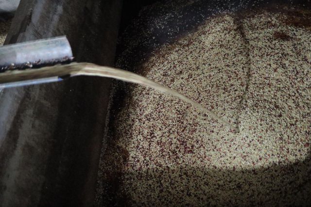 Ready to ship Specialty Arabica Vietnam hand picking coffee beans - Image 3