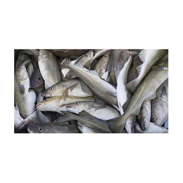 Cheap Fresh Cod Skrei Fish – product photo 3, product detail gallery