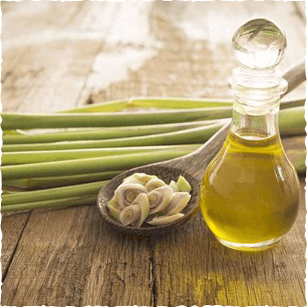 lemongrass essential oil Place of Origin Vietnam Packaging 10ml, 20ml, 50ml glass bottles, 5-10l - Image 2