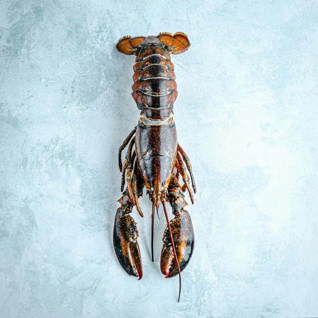 Fresh Live Canadian Lobster Wild Caught Premium Quality Ocean Seafood Ideal For Boiling Grilling Steaming And Baking - Image 3