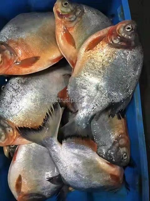 Top selling frozen red pomfret for wholesales export - Image 3