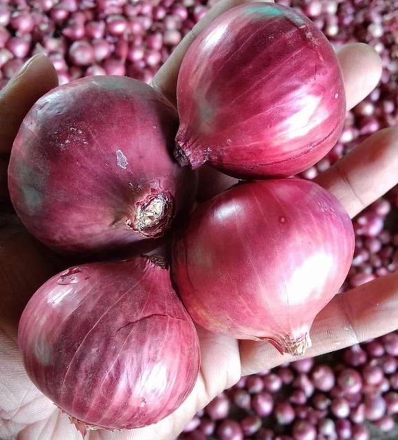 Red Onion – product photo 1, product detail gallery