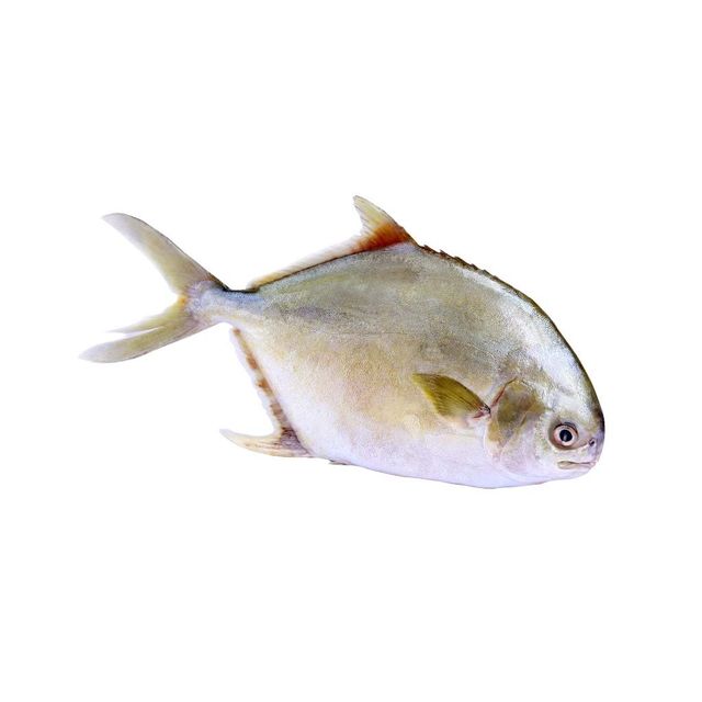 Best quality Frozen Black/ Golden/ White Pomfret fish for wholesales Seafood - Image 3