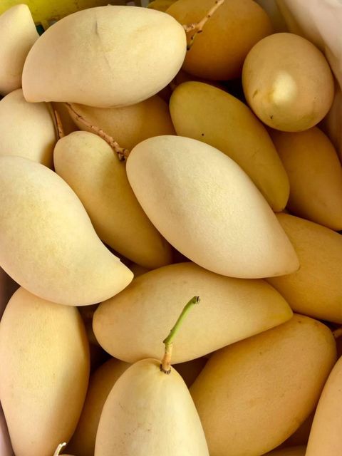 Thai Golden Nam Dok Mai Mango Grade A-C Type Fresh Origin Thailand Texture Firm, Fine Color Golden-yellow Flavor Sweet And Fragrant - Image 4