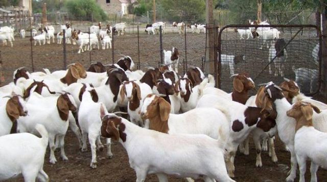 Pregnant Boer Goats Pricing Best Price Quality High Quality Delivery Fast Delivery Place Of Origin Europe Support Availability 24/7 - Image 1