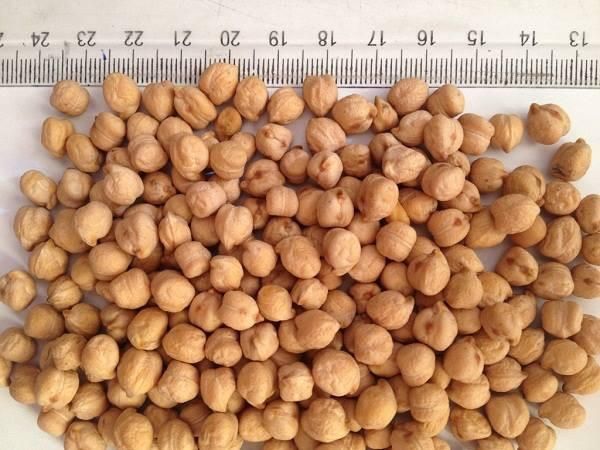 Wholesale Food Grade Kabuli Chickpeas Healthy and Delicious - Image 3
