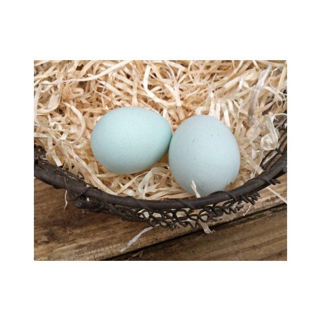 Farm Fresh Chicken Table Eggs / White Supplier of Fresh Protein Rich Farm Chicken Eggs Fresh Table Eggs White Farm - Image 3