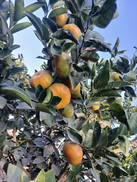 Citrus Seed Content Low Traceability Full Fruit Type Citrus Appearance Uniform Color T1, T2, T3, T4 Features Conventional - Image 4