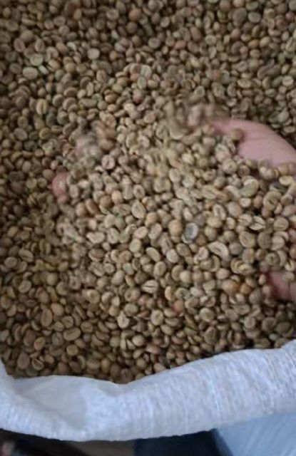 Robusta Coffee - Image 2