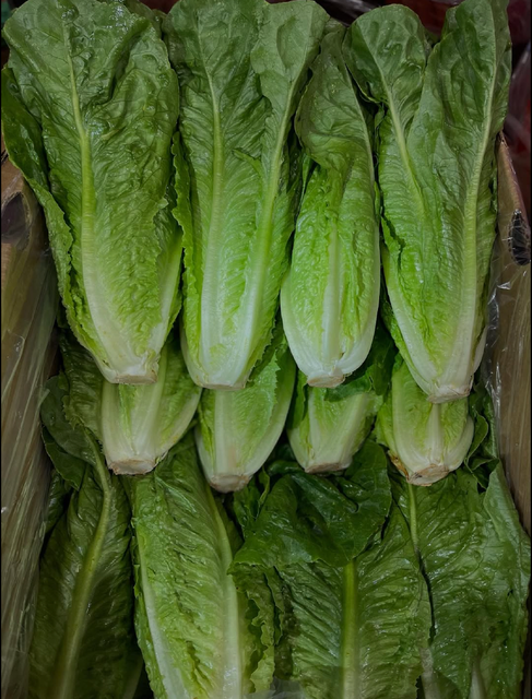 NATURALLY GROWN LETTUCE PREMIUM FRESH QUALITY READY EXPORT 10Kg CARTONS - Image 2