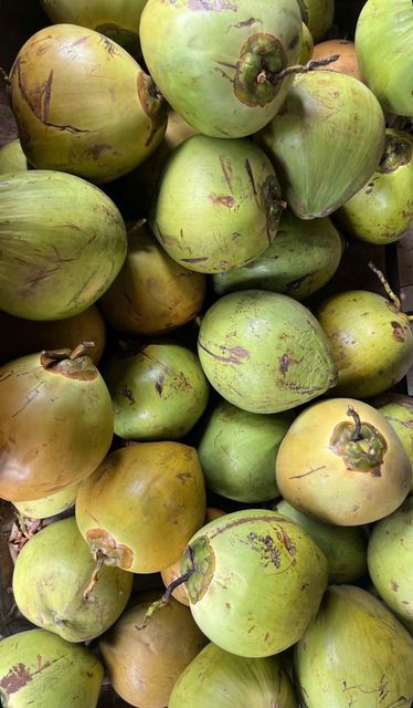 Premium Fresh Coconuts (Diamond-Cut, Easy-Open, Fully Husked) - Image 4