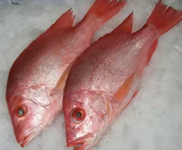 RED SNAPPER Shelf Life 24 MONTHS Instruction for use - Image 1
