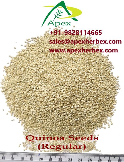 White Quinoa Seed , Quinoa Seed whole ,Quinoa Seeds, White Quinoa , Quinoa , White Quinoa Seed Bulk Supplier From India - Image 3