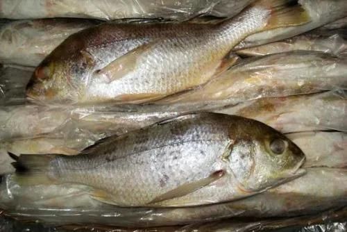 Frozen White Snapper Fish Superior Quality Seafood Product Clean Cut Hygienically Processed Fresh Taste Retained Ideal F - Image 1