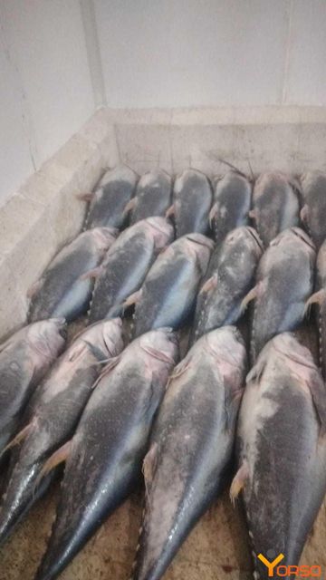 Fresh Yellow fin tuna Type CIF Flavor Rich Texture Firm Color Yellowfin Application Sashimi, Steaks, Or Grilling Origin Pelagic Waters Of Tropical And Subtropical Oceans Worldwide - Image 2