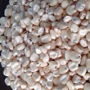 Best Quality white corn for human and animal feed cheap prices south africa sweet corn - Image 4