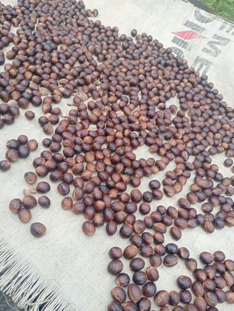 Nutmegs Form Dried Seed Grade A, Grade A Origin North Sulawesi, Indonesia - Image 1