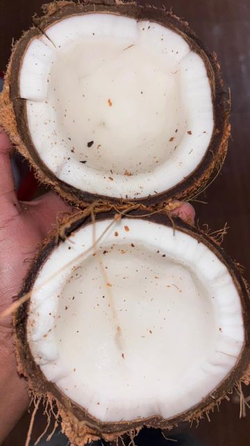 Semi Husked Coconut - Image 3