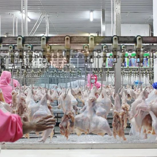 100bph to 13000bph Abattoir Meat Processing Machine Slaughtering Chicken Quail Rabbit Animal Poultry Killing Slaughter Chicken Plucker Machine - Image 4