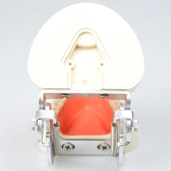 Dynamic Dental Teching Tooth Model for Clinic Use Origin China Material PVC Certification CE Trademark DYNAMIC Model NO. DYNAMIC - Image 4