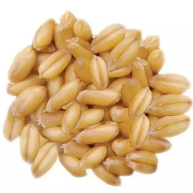 Premium Quality Organic Hard Wheat High Grade Soft and Hard Wheat Grains Delicious Taste Hot Sales-in Stock Buy Now - Image 3