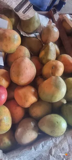 Mango Kent Color Vibrant Origin Ethiopia Grade 1, Grade 1 Features Organic Shelf Life 1Month Flavor Sweet, Rich Texture Firm, Juicy - Image 5