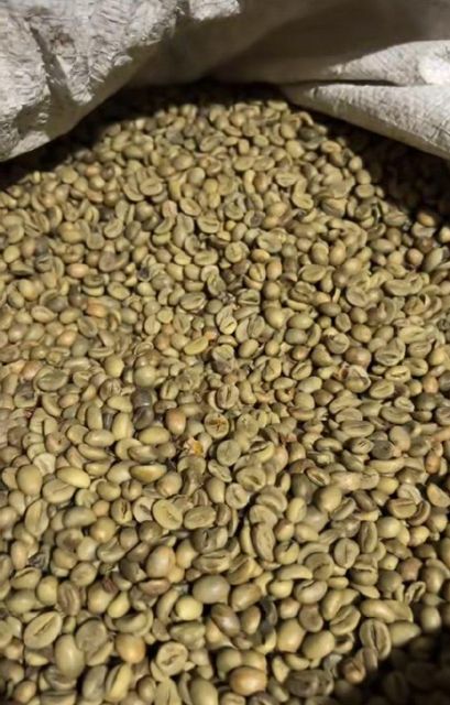 Robusta Coffee - Image 1