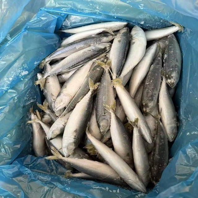 Frozen Pacific Mackerel Fish Available With Natural Taste Rich Nutrition And Reliable Seafood Solution For Retail - Image 3