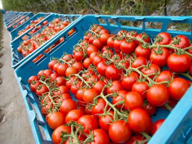 fresh tomato Form Barley, Black Eye Beans, Corn, Dried, Flour, Freeze Dried, Fresh, Green Mung Beans, Herbs, Honey, Iqf Frozen, Legumes, Light Beans, Maize, Mushroom, Puree, Purple Beans, Red Beans, Rose Hips, Spices, Sunflower Oil, Sunseeds, - Image 1