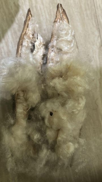 Kapok fibre - Image 1