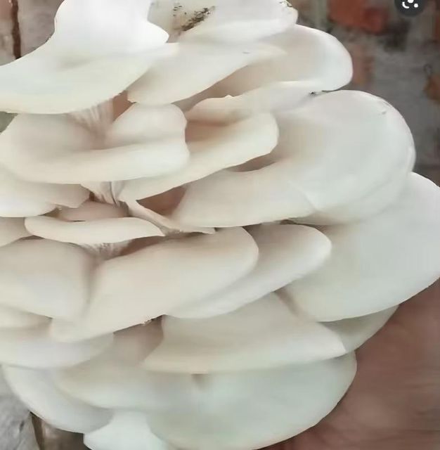 Organic Oyster Mushroom Wholesale Price Buyers Frozen Fresh Oyster Mushrooms Indian Supplier - Image 4