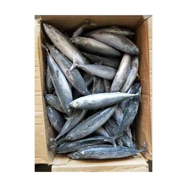 Wholesale frozen bonito fish bulk supply low price high quality ocean fish - Image 2