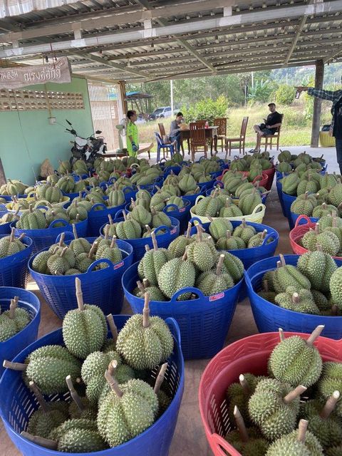 Premium Fresh Organic Whole Durian Mon Thong King of Fruits Original Taste From Thailand Rich & Creamy 3-4 PCS/BOX (Whole) - Image 2