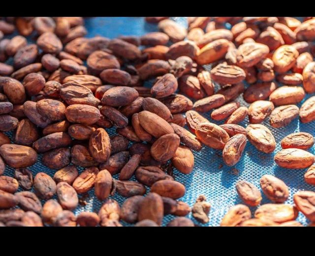 Cocoa bean Grade A1 Origin Cameroon Features Organic Color Dark Brown Size Approx. 2 Cm Product Type Cocoa Mold Content Max - Image 4