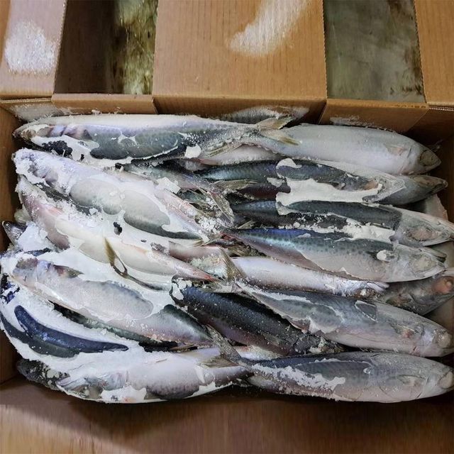 Premium Marine Export Supply Featuring Frozen Whole Horse Mackerel With Fresh Processing And Secure Packing - Image 4