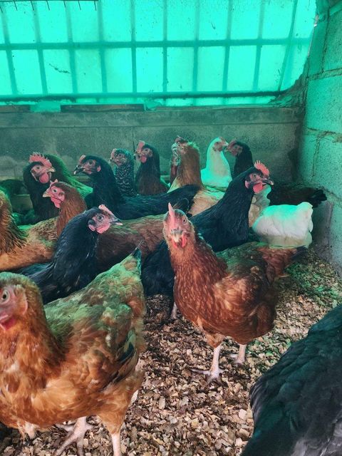 Chicken and poultry – product photo 3, product detail gallery