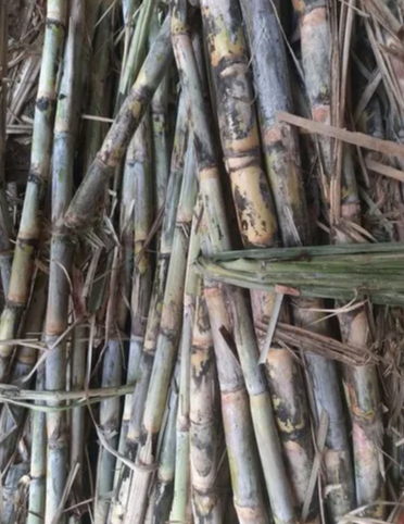 Jaggery Sweet Cane - Image 3