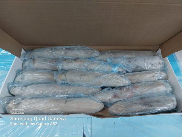 Frozen Squid - Loligo Reynaudii - Image 1