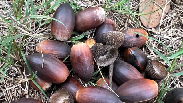 Premium Acorns Fresh Whole Seeds Natural Forest Harvest Rich In Fiber And Nutrients Traditional Food Ingredient Ideal For Animal Feed Craft And Processing Use Buy Now Fast Delivery Premium Quality Wholesale - Image 4