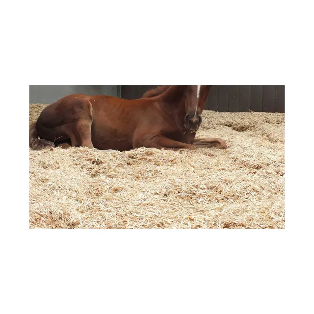 Pine Wood Shavings for Horse Bedding/Pine Sawdust for Horse / Pine Wood Shaving for Poultry Farm - Image 5