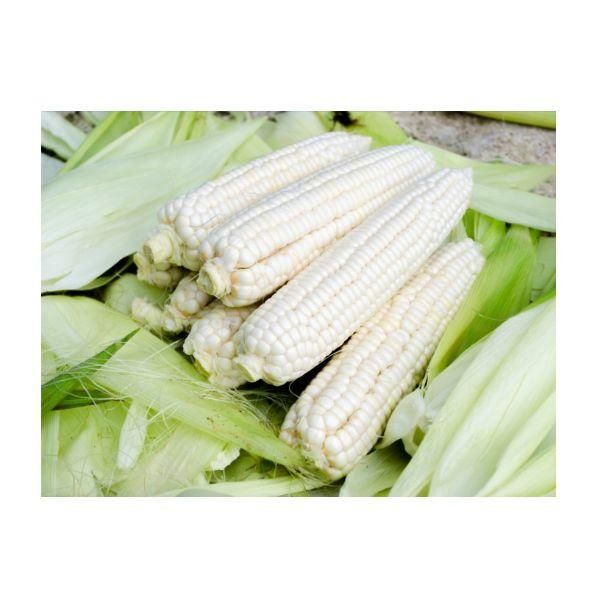 Premium Fresh Sweet Corn Yellow Corn Wholesale Supplier Farm Fresh Produce - Image 3