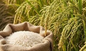 Vietnamese Long Grain White Rice 5% Broken (New Crop). – product photo 1, product detail gallery