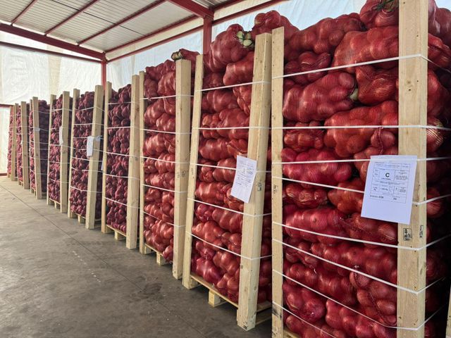 Fresh Yellow Onion – Export Quality from Chile - Image 2