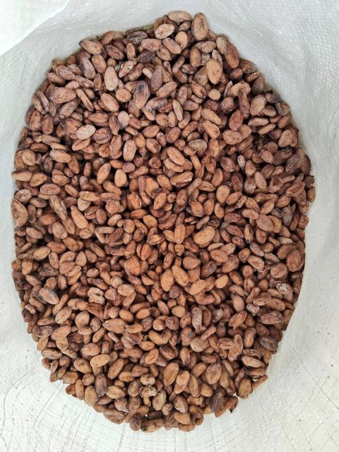 cocoa beans - Image 1