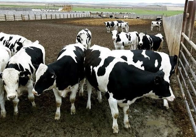 Healthy Holstein Friesian Cows Excellent Milk Production Strong Body Condition Buy Premium Dairy Livestock - Image 3