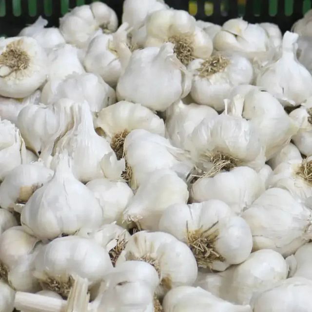 Manufacturer Direct Supply Best Quality Organic Fresh White Garlic with 2-Year Shelf Life - Image 2