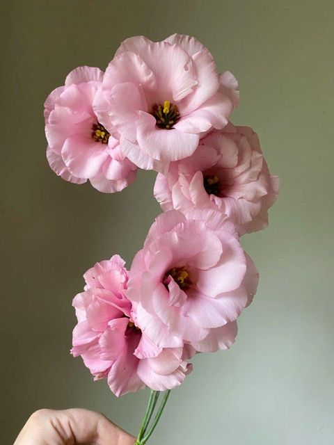 Lisanthius flower Grade Export grade Stem Length 40–70 Cm Brand Name Fiori flowers Bloom Size 4–6 Cm Diameter Place of Origin Kenya,Nairobi - Image 4