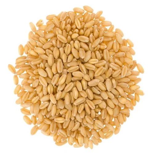 Hard Wheat Grains Grade A, Wholesale Bulk Supply, Cheap and High Quality - Image 3