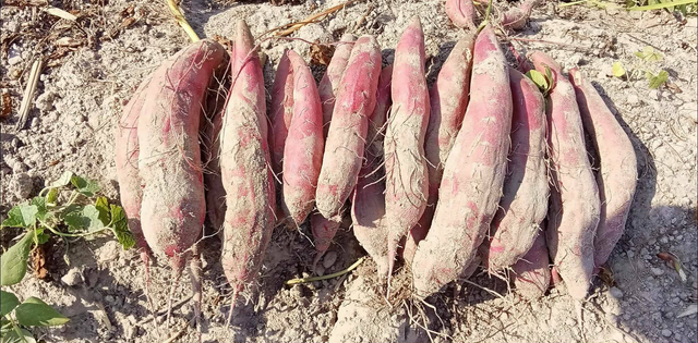Premium Fresh Sweet Potato for Export – High Quality Red Skin Sweet Potato Bulk Supply - Image 3